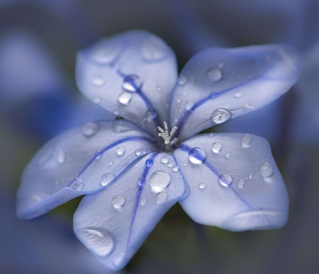 Gestion émotionnelle et fleurs de Bach